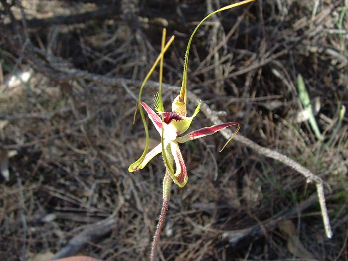 Caladenia - orchidaceae_spider6.jpg